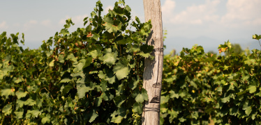 Дегустации вин (различные тематики) для двоих 