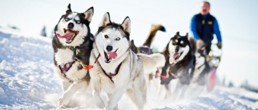 Катание на собачьих упряжках