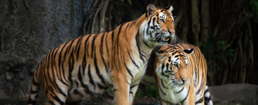 Зоопарк для двоих