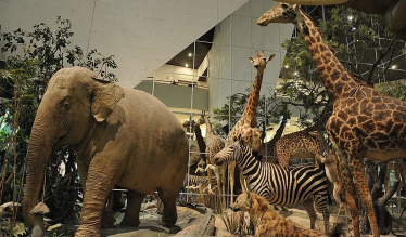 Посещение Государственный дарвиновский музей для семьи